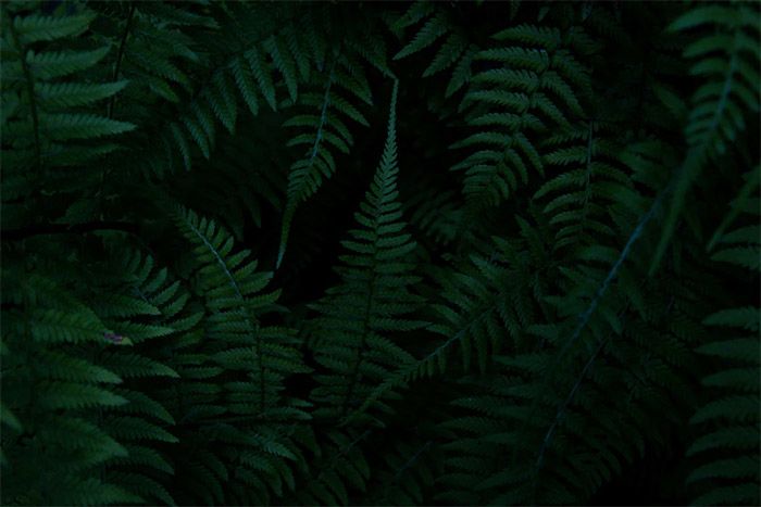 Ferns