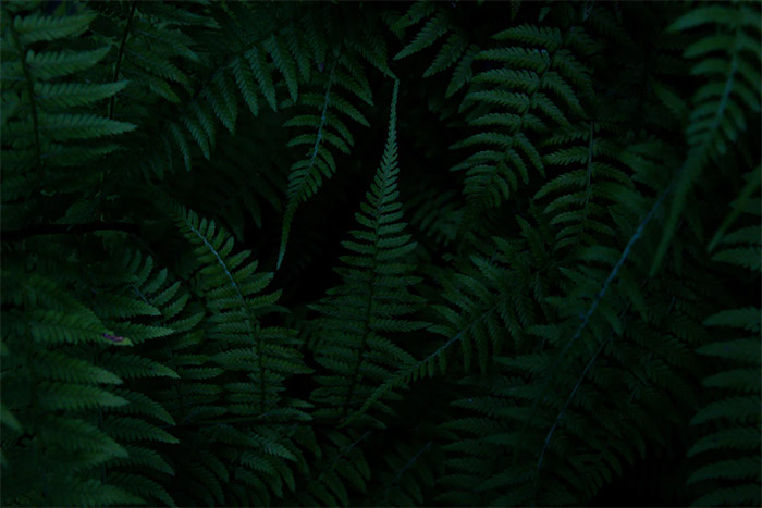 Ferns