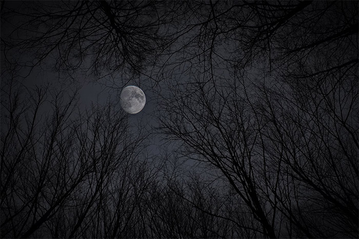 Moon Through The Trees