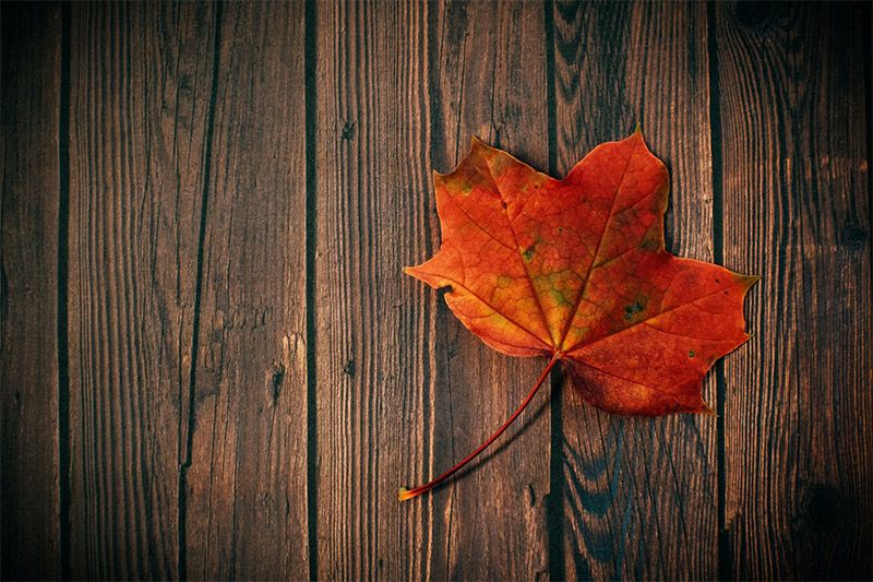 Leaf on Wood Floor