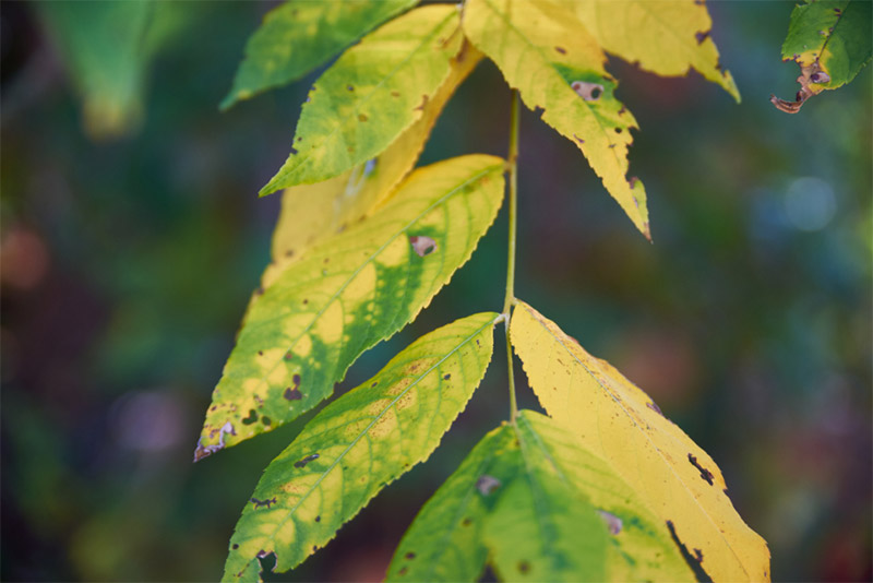 Fall Leaf Photo