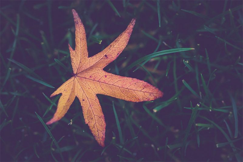 Leaf on Grass