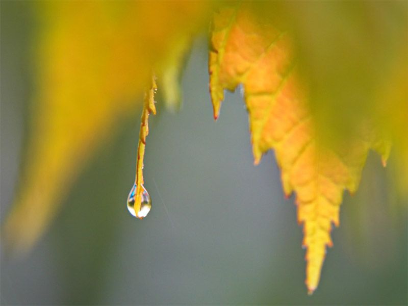 Water Drop