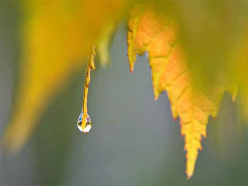 Water Drop