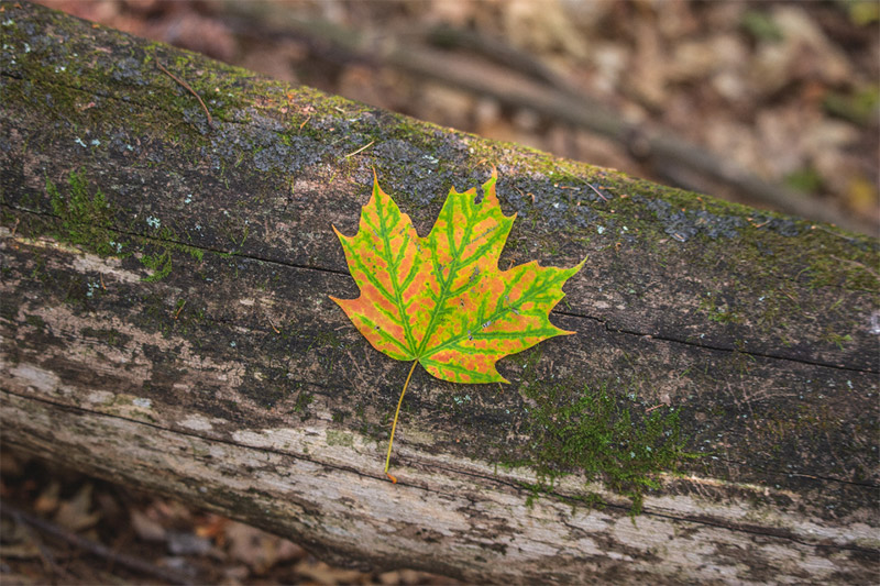 Leaf on Trunk