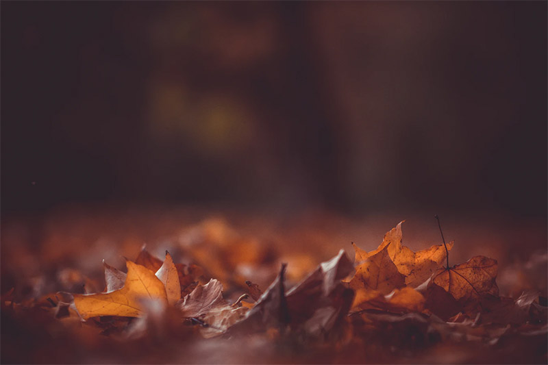 Fallen Leaves