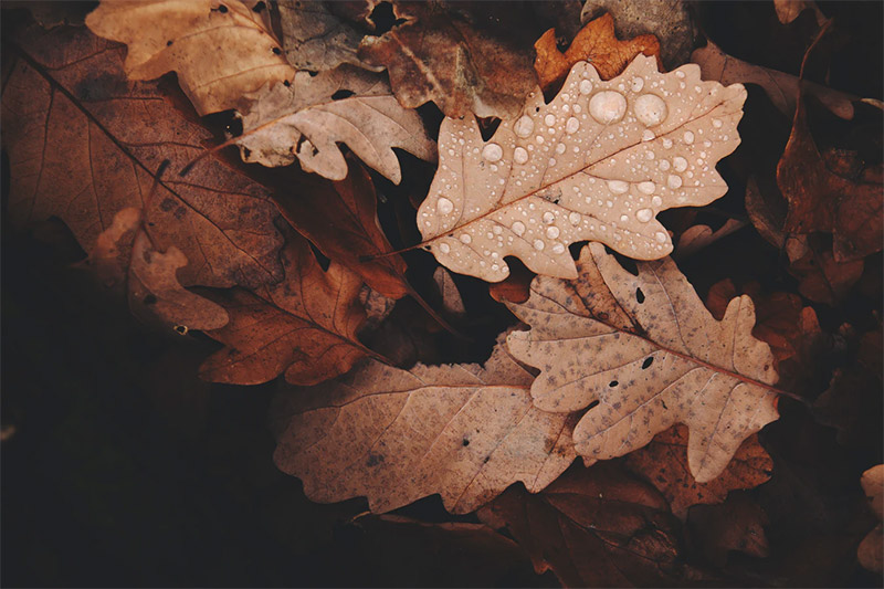 Brown Leaves