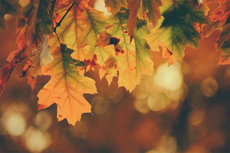 Closeup of Leaves