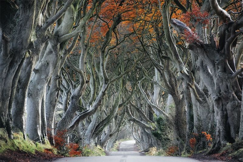 Dark Hedges