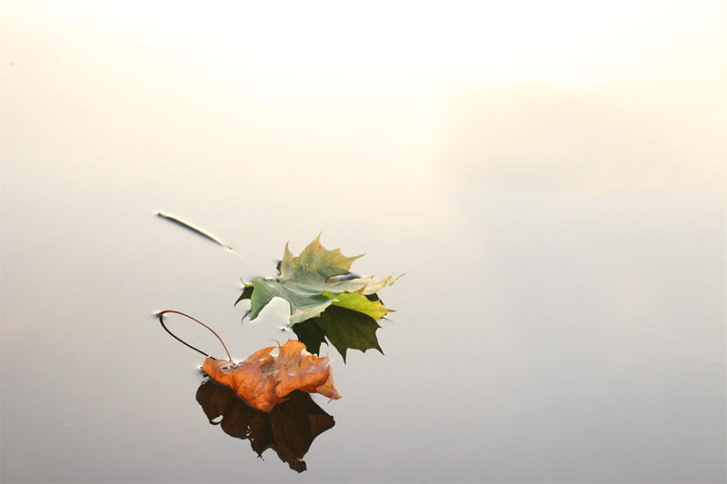 Leaves on Water