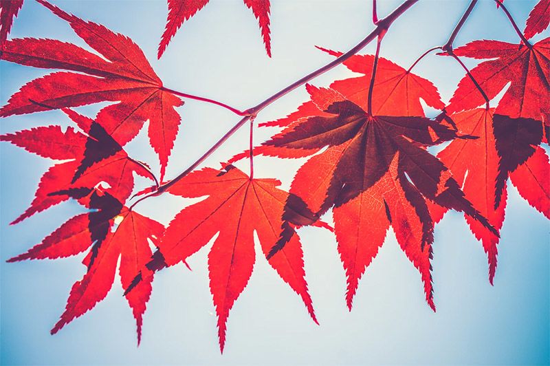 Leaves on Blue Sky