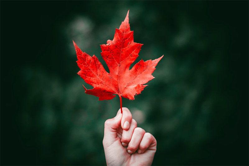 Leaf and Hand