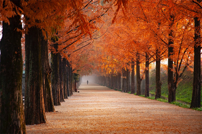 Tree-Lined Path