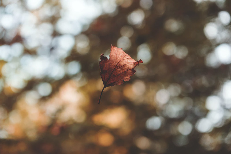 Falling Leaf