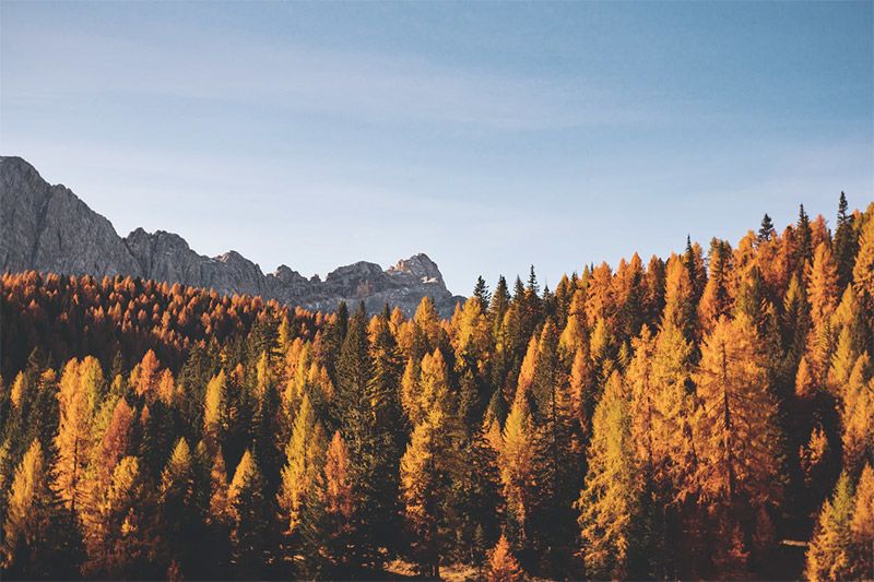 Mountains and Trees