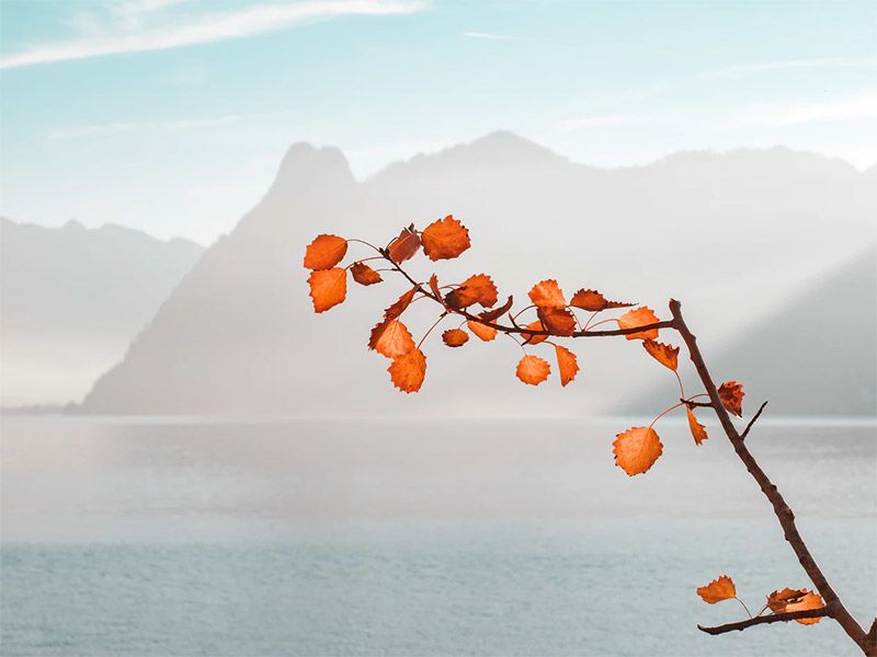 Orange Leaves on a Light Background