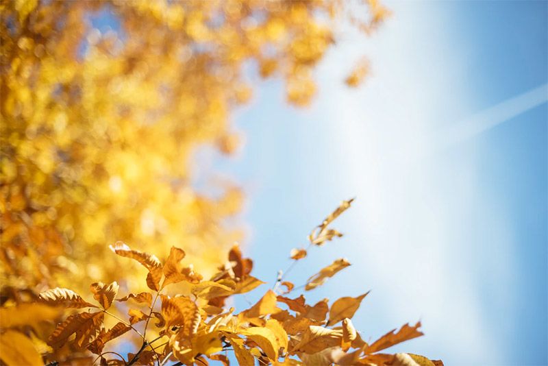 Leaves and Sky