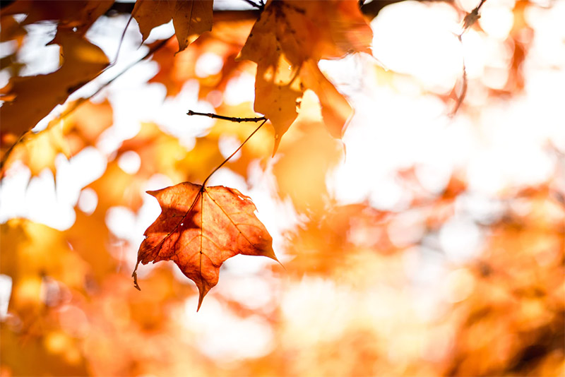 Closeup of Orange Leaves