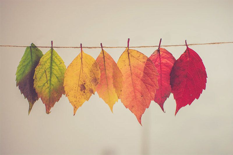 Colorful Leaves