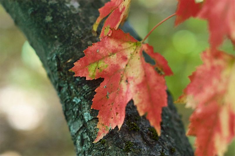 Autumn Leaf Wallpaper