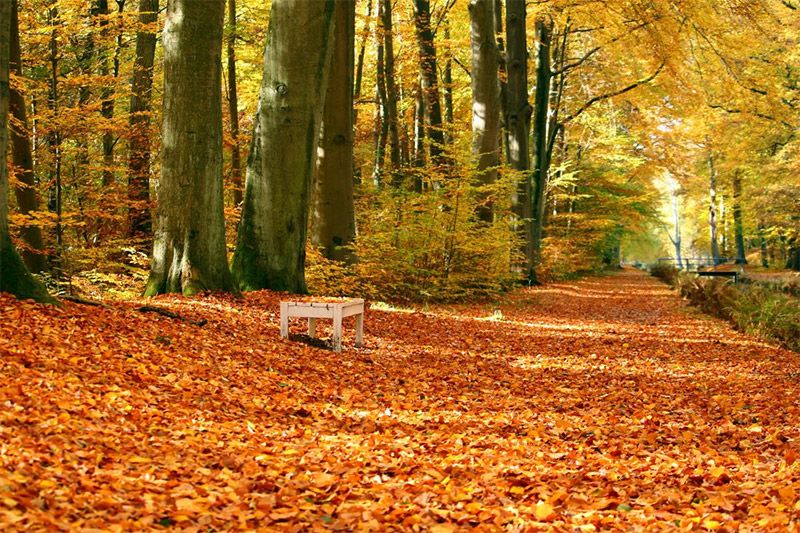 Leaf-Covered Ground Wallpaper