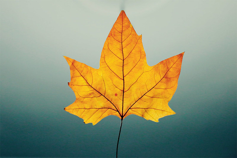 Colorful Leaf