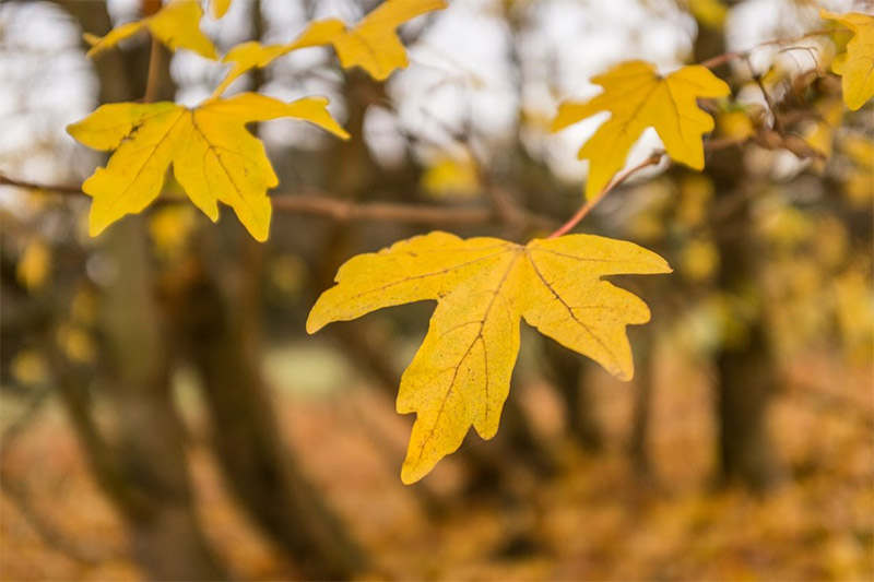 Golden Leaves