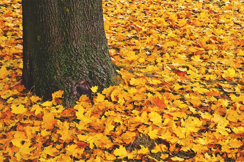 Leaves Around Tree