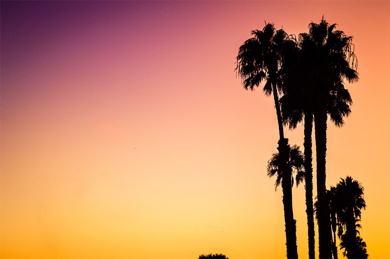 Palm Tee Silhouettes