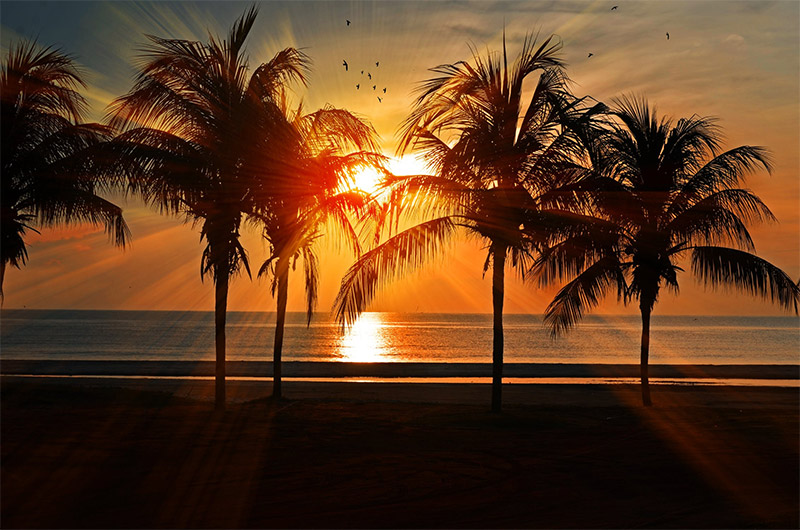 Sunset and Palm Trees