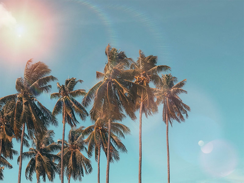 Palm Trees and Sunflare