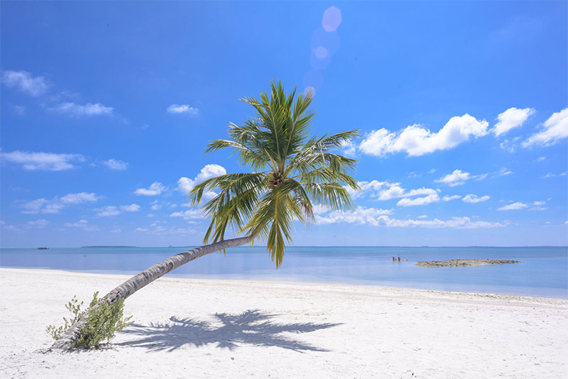 Lone Palm Tree