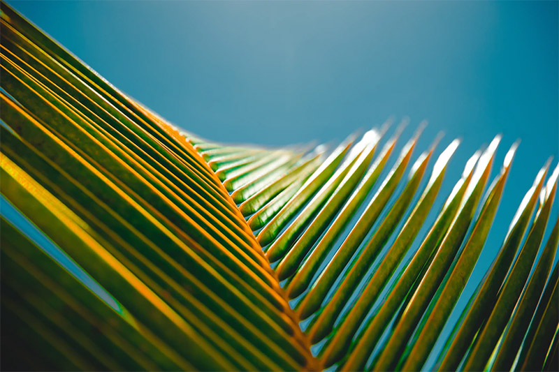 Palm Leaf