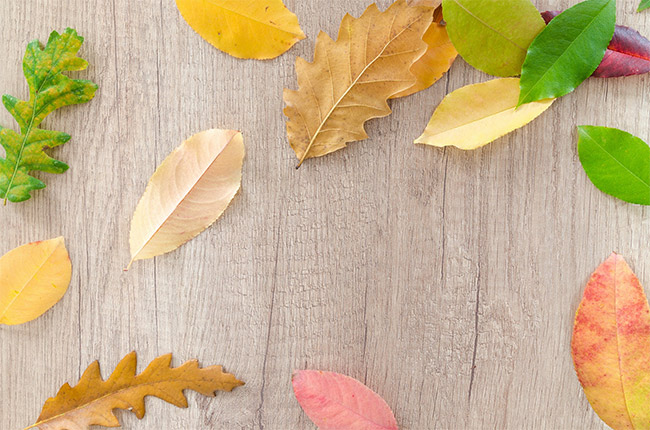 Leaves Wallpaper