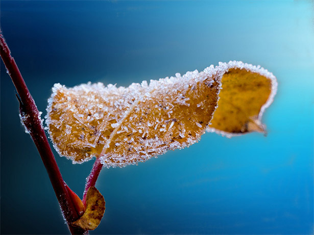 Close-Up of Icy Leaf