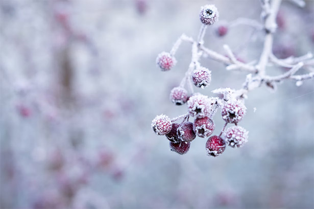 Ice-Covered Berries