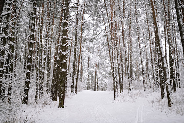 Snow-Covered Trees