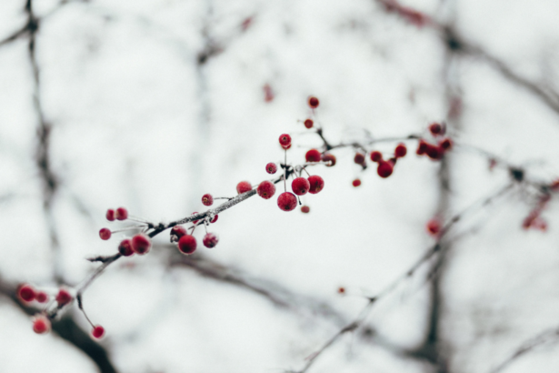 Winter Berry