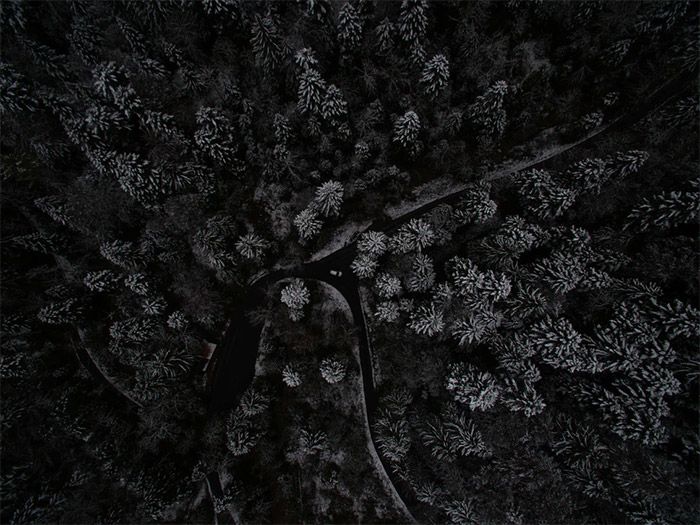 Trees from Above - Dark Wallpaper