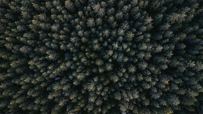 Forest From Above