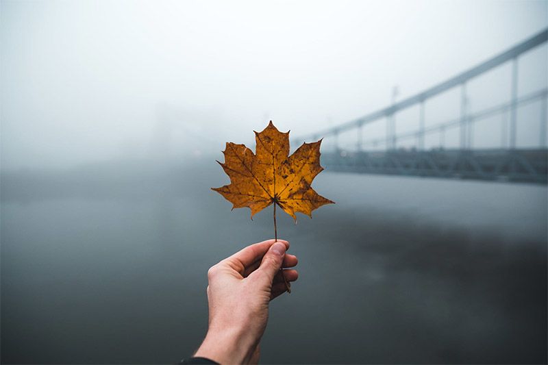 Leaf and Bridge