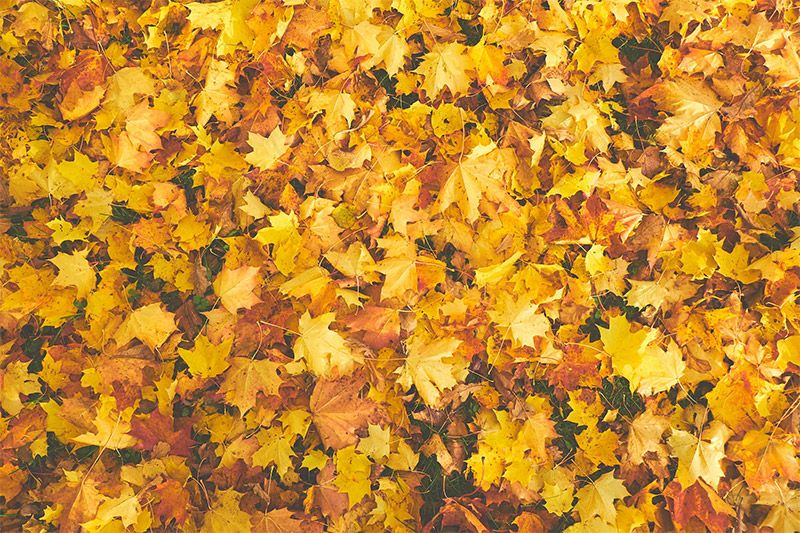 Ground Covered in Leaves