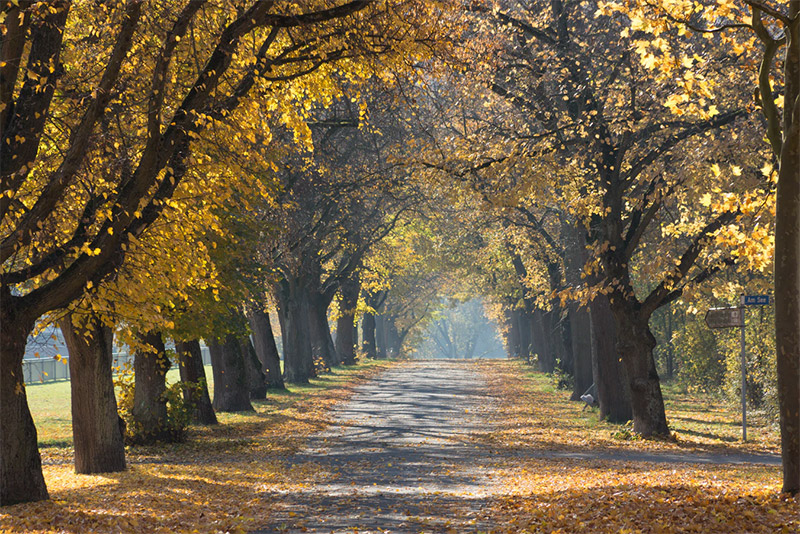 Leaf-Covered Road