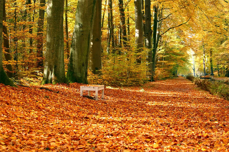 Leaf-Covered Ground Wallpaper
